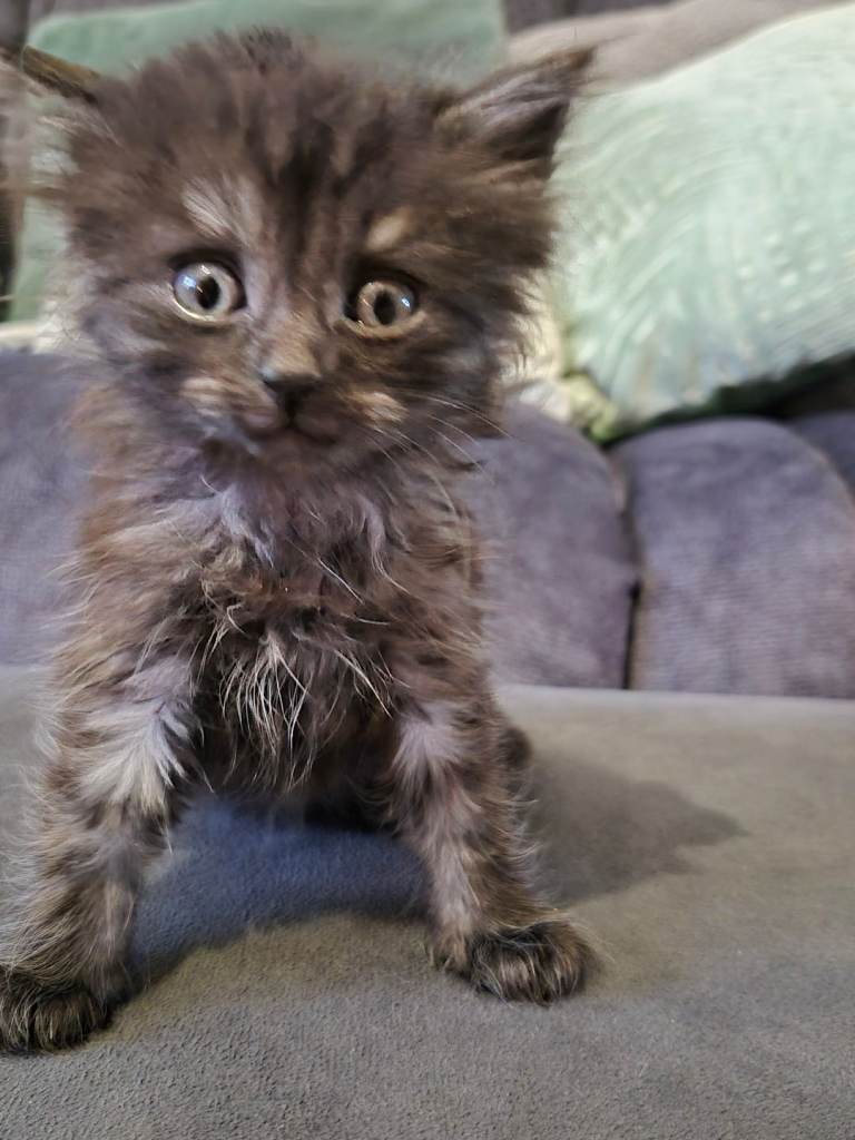 Maine coon x kittens **last beautiful boy left**