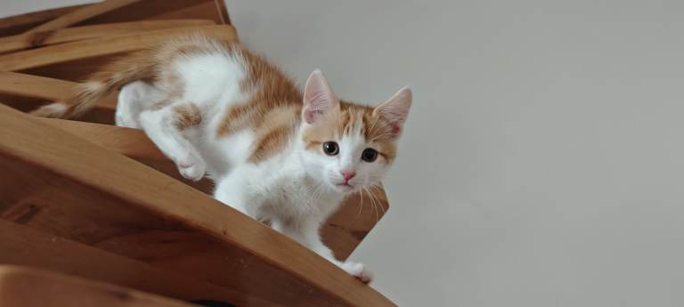 2 Ginger male kittens for sale
