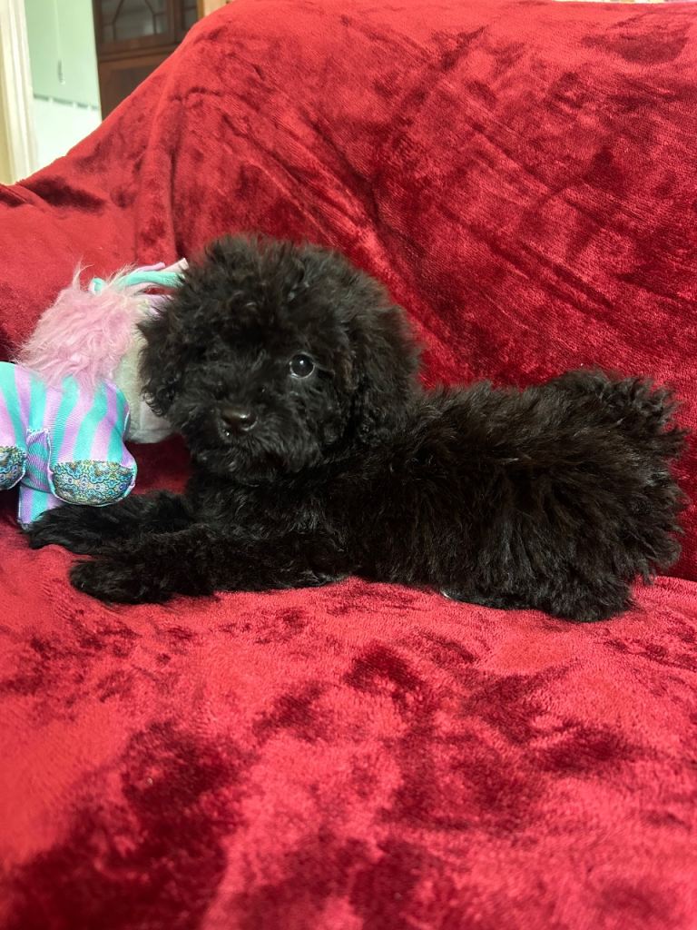 Beautiful cockapoo puppies 