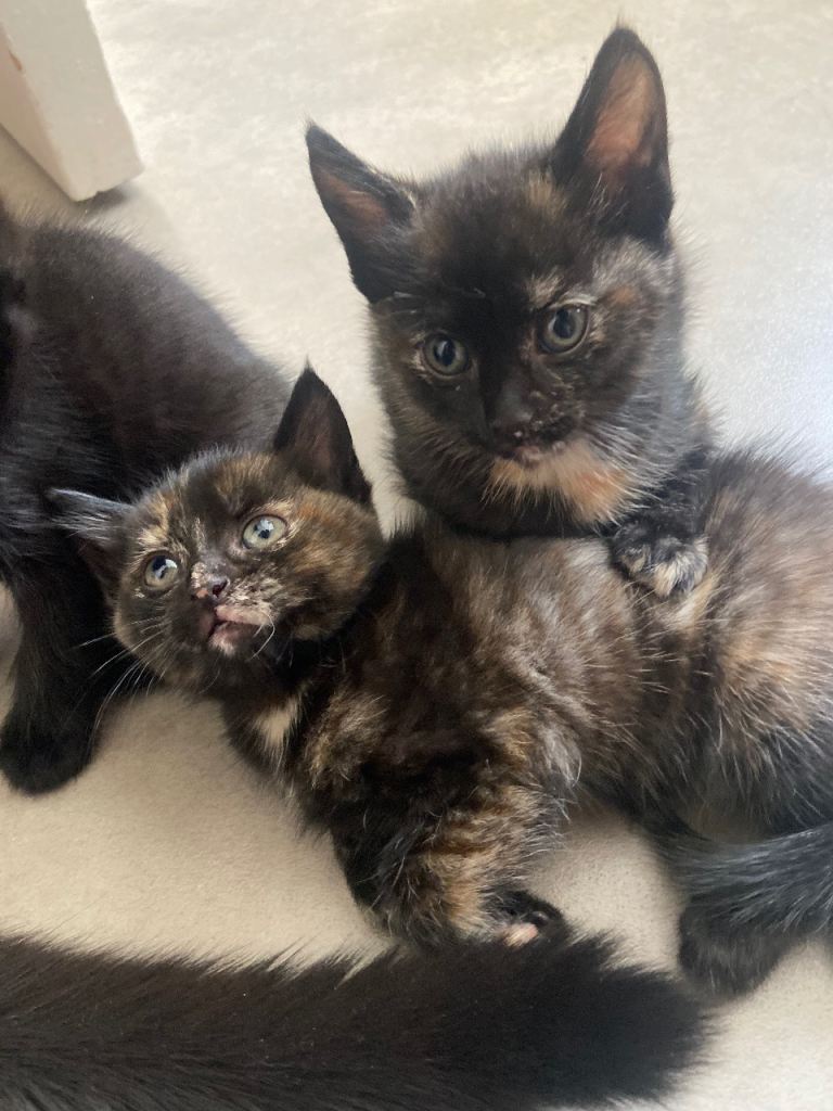 2 beautiful, playful loving kitten looking for forever home