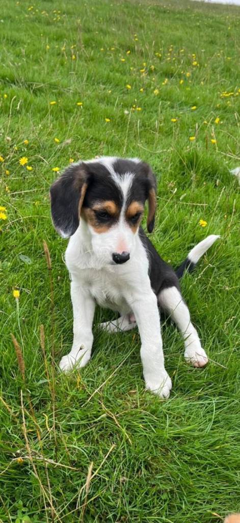 Beagle cross puppy