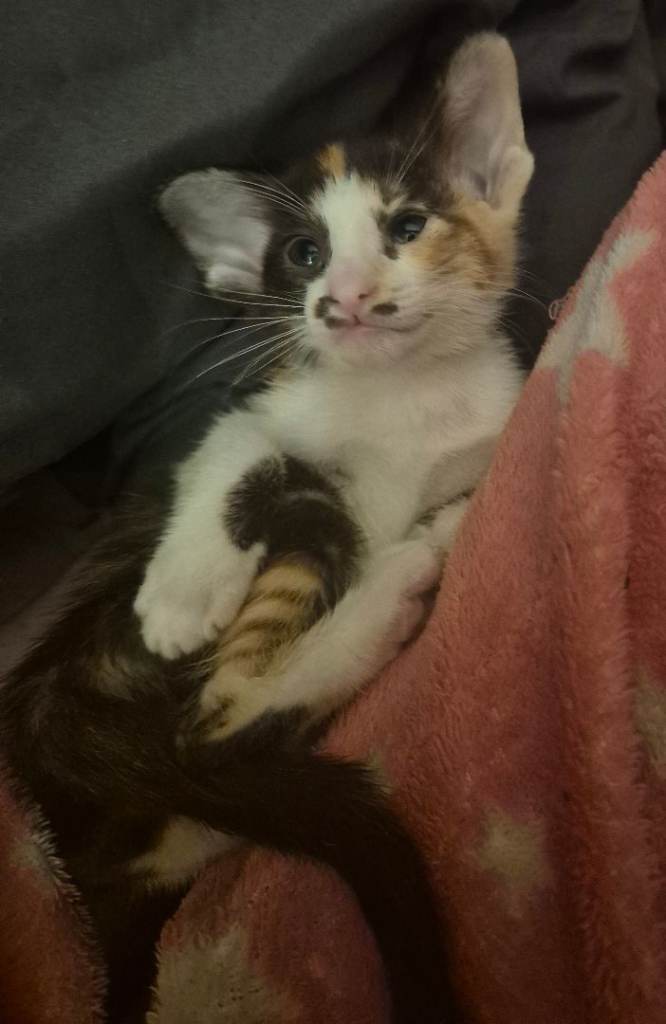 Pedigree Oriental kittens 