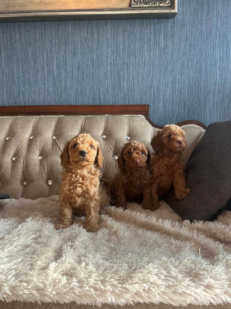 Red Miniature Poodle Puppies 