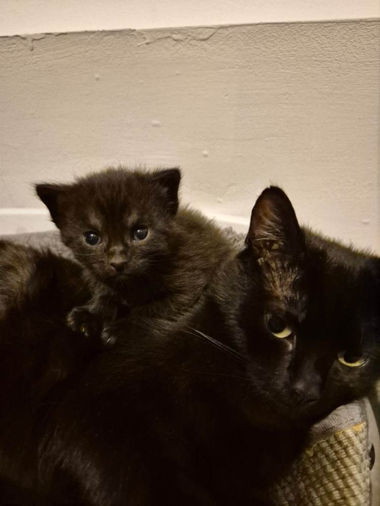 Cats 