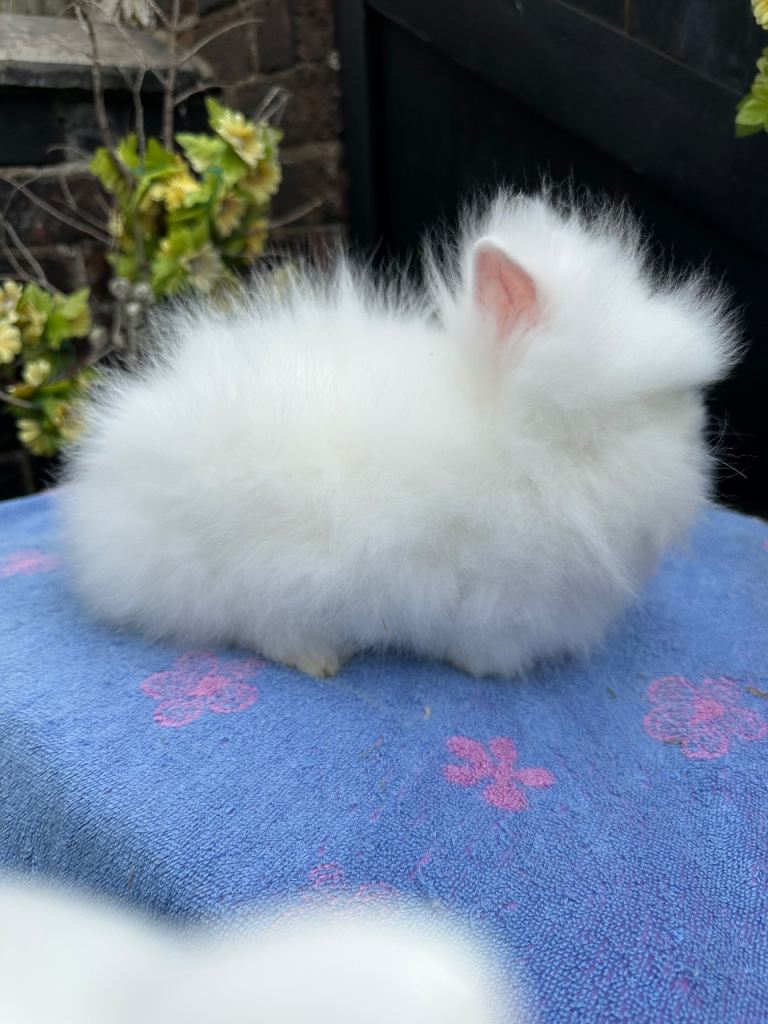 Lionhead Bunnies 