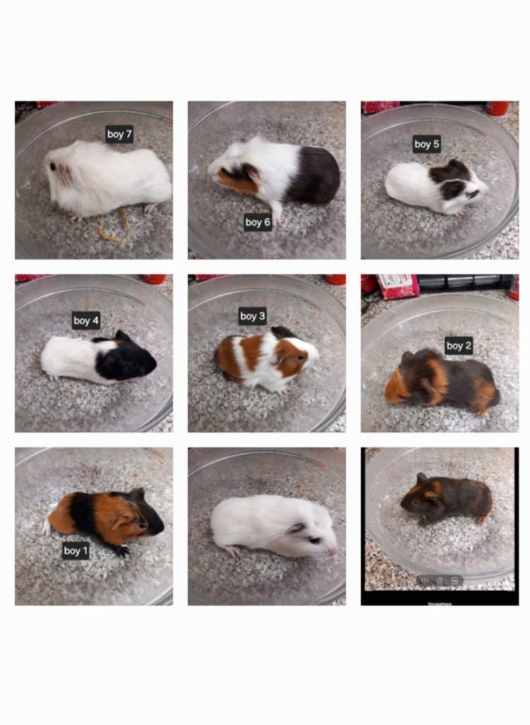 Baby boy guinea pigs ready now