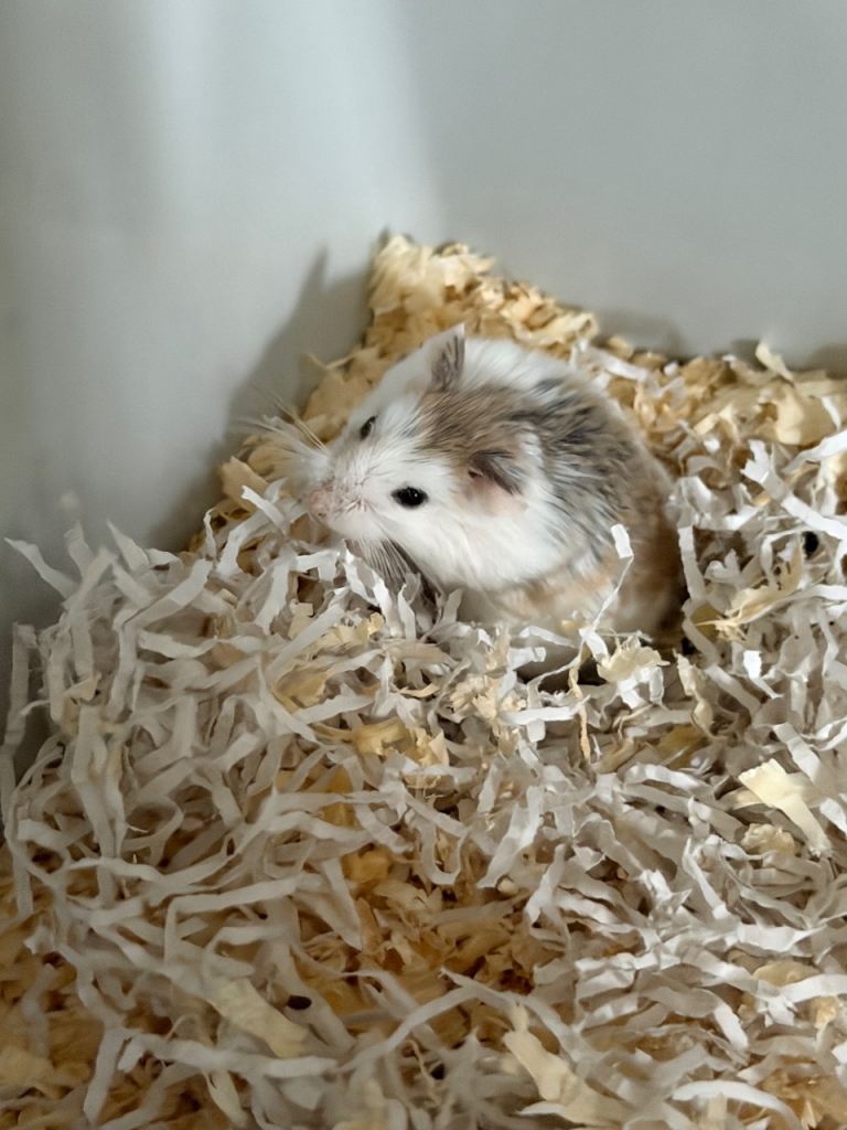 Male hamster 