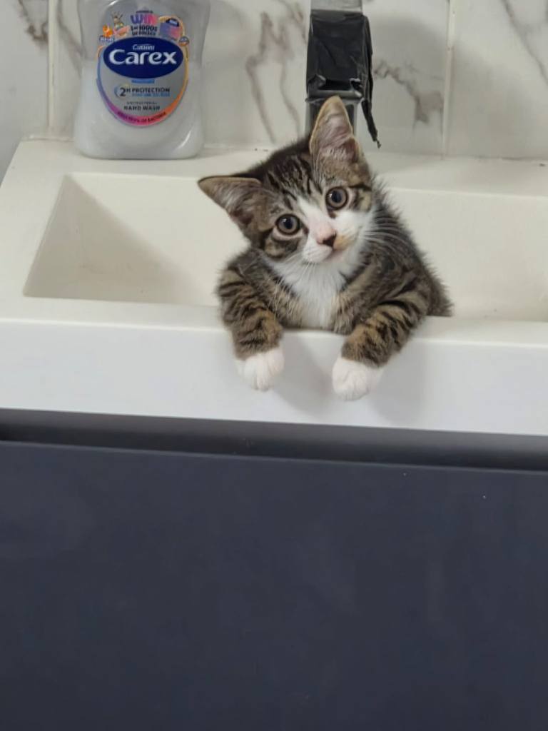 2 Kittens for sale