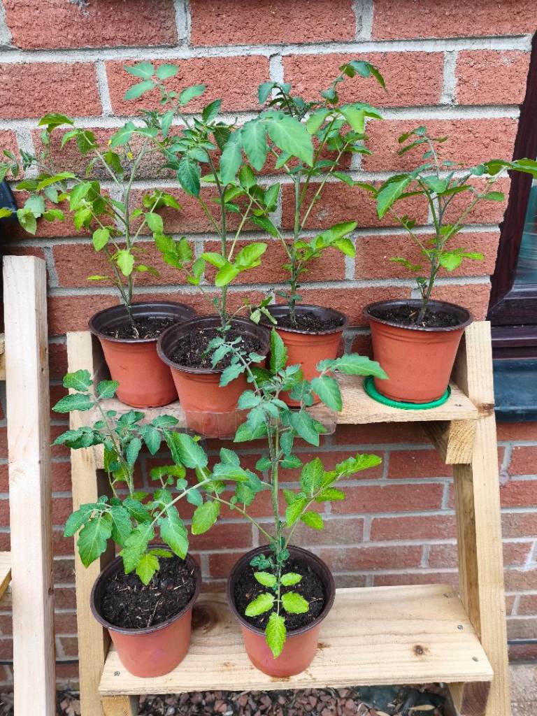 Large Tomato Plants £4 Each – Grown from Seed – 1L Pots – Castlemilk G45