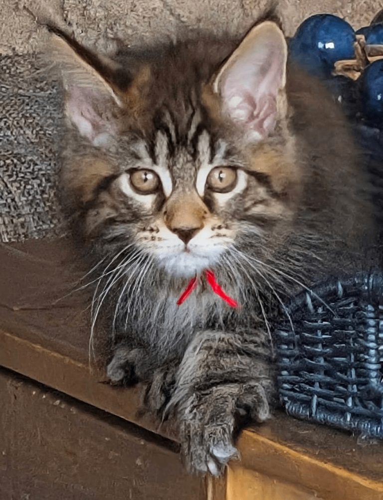 Chunky Maine Coon 