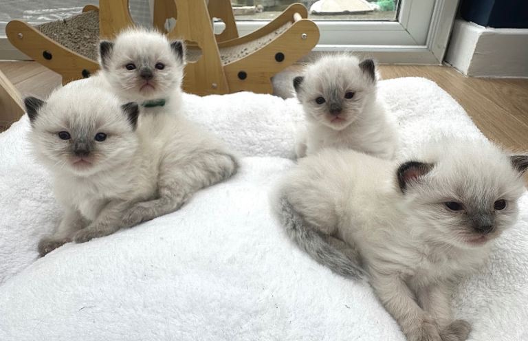 Ragdoll kittens for sale 