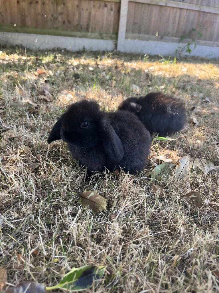 Beautiful Mini Lop Bunnies ~ 13w ready now 