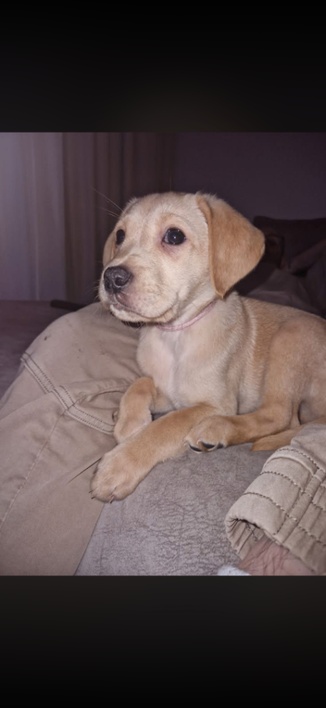 5 month old Labrador 