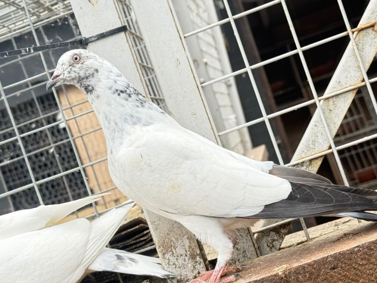 Fancy pigeons 