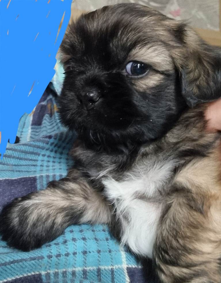 Shihtzu puppies for sale.