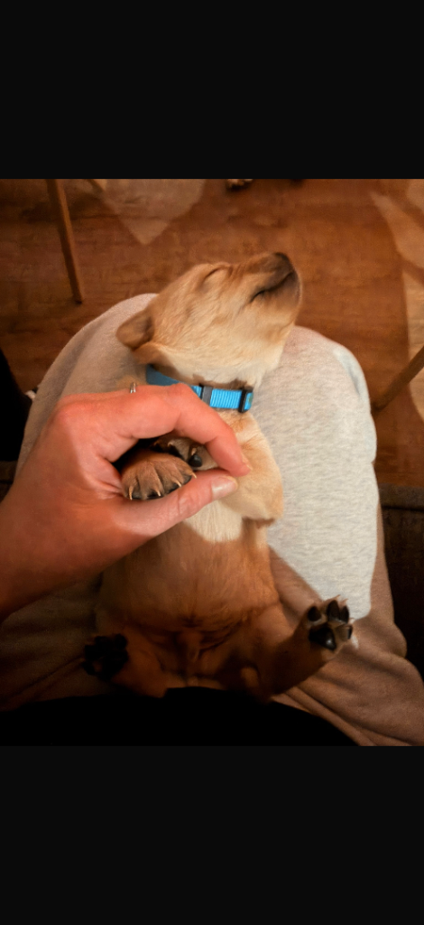 Labrador retriever puppies 