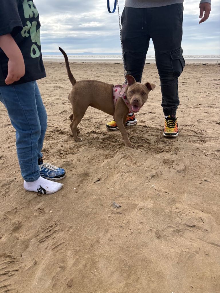 English staffy x bulldog x American staffy 