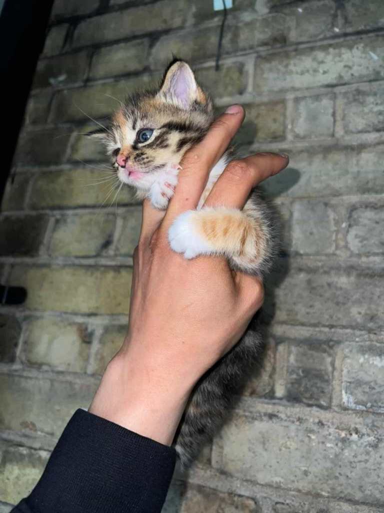 Kitten lovely colours 