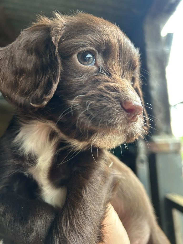 SPROCKERS PUPPIES