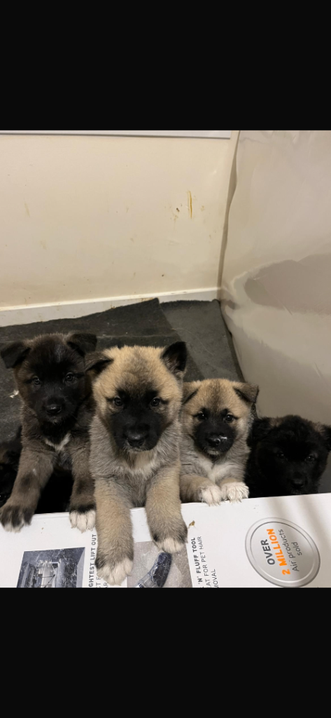 Akita puppies for sale 