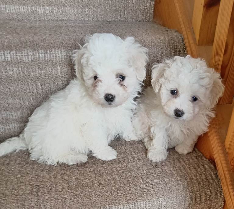 Bichon pups