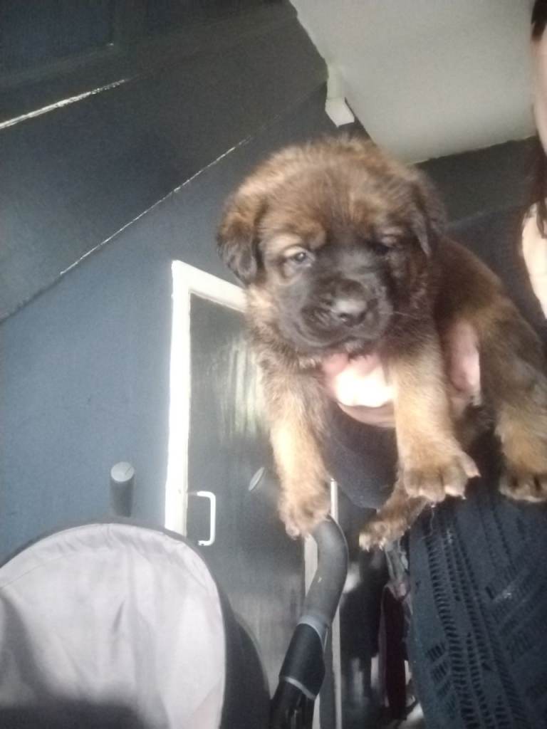 Mastiff mix puppies 