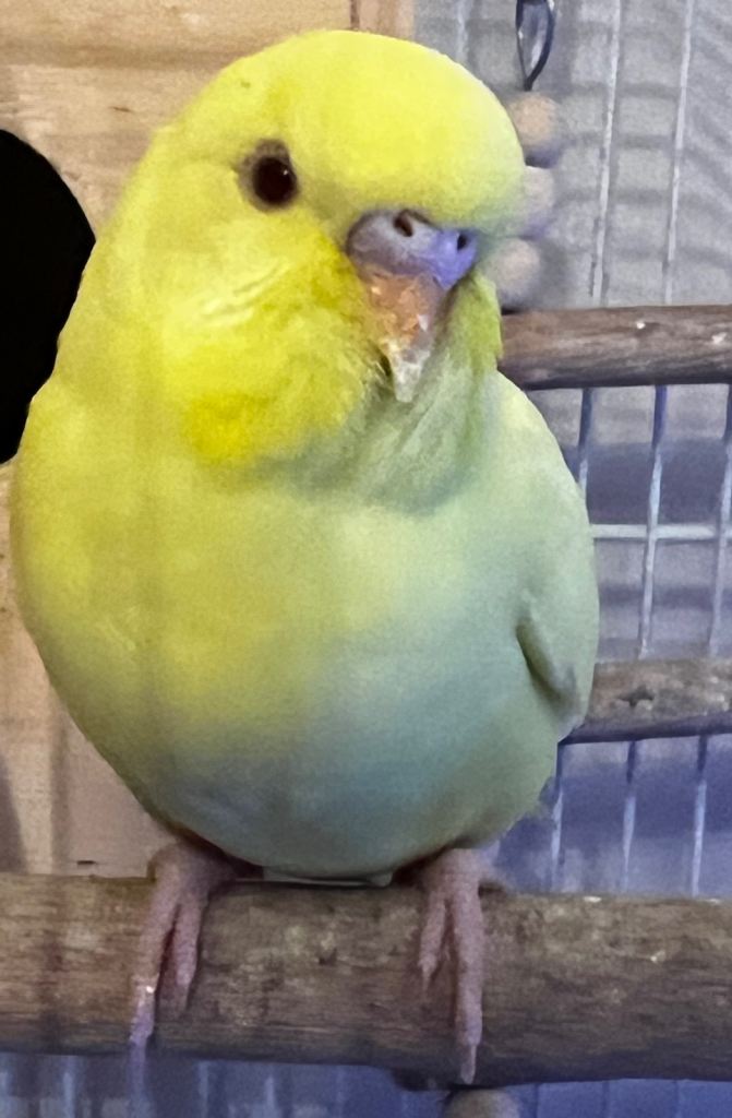 4 BUDGIES AVAILABLE FOR NEW HOMES