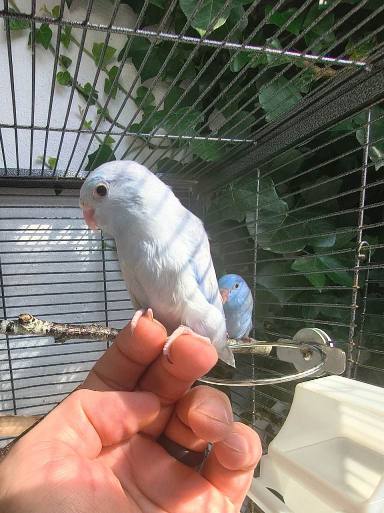 Budgerigar 