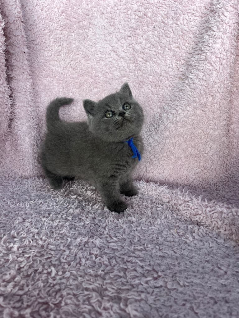 Pure Breed British Shorthair Kittens