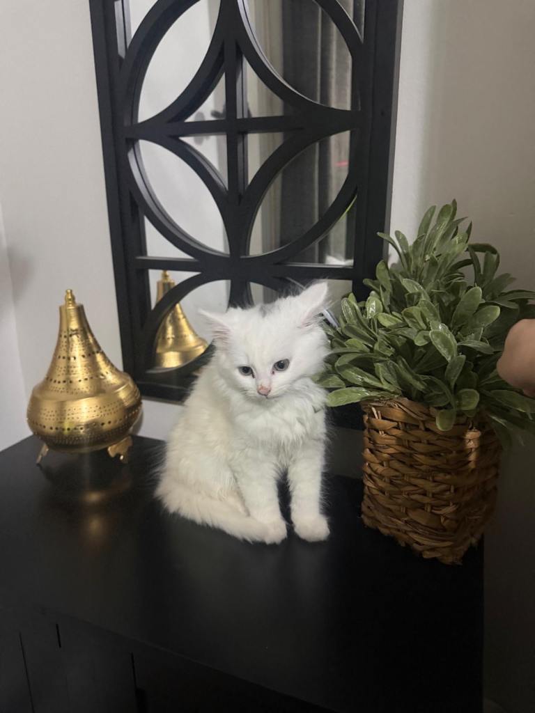 Turkish angora 12 weeks old white fluffy playful kitten