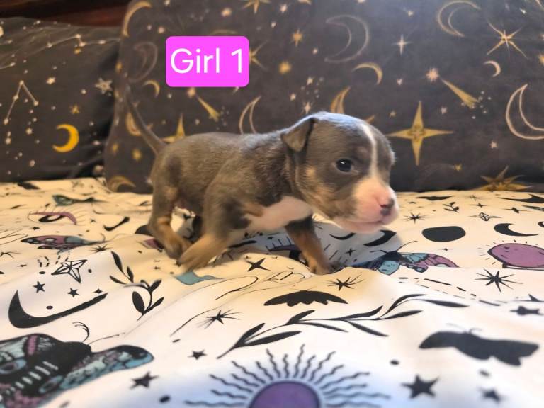 Staffordshire Bull Terrier Puppies - Female and Male