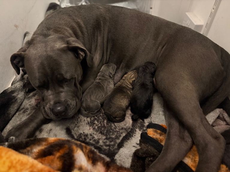 Cane Corso Puppies 