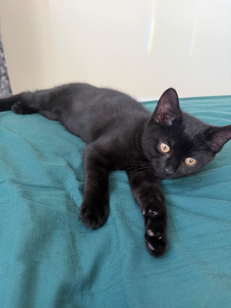 Adorable Kittens Ready for Loving Homes – Healthy & Friendly