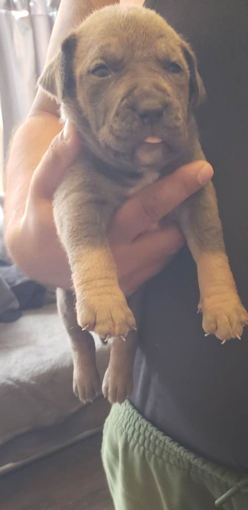 Cane corso Blue