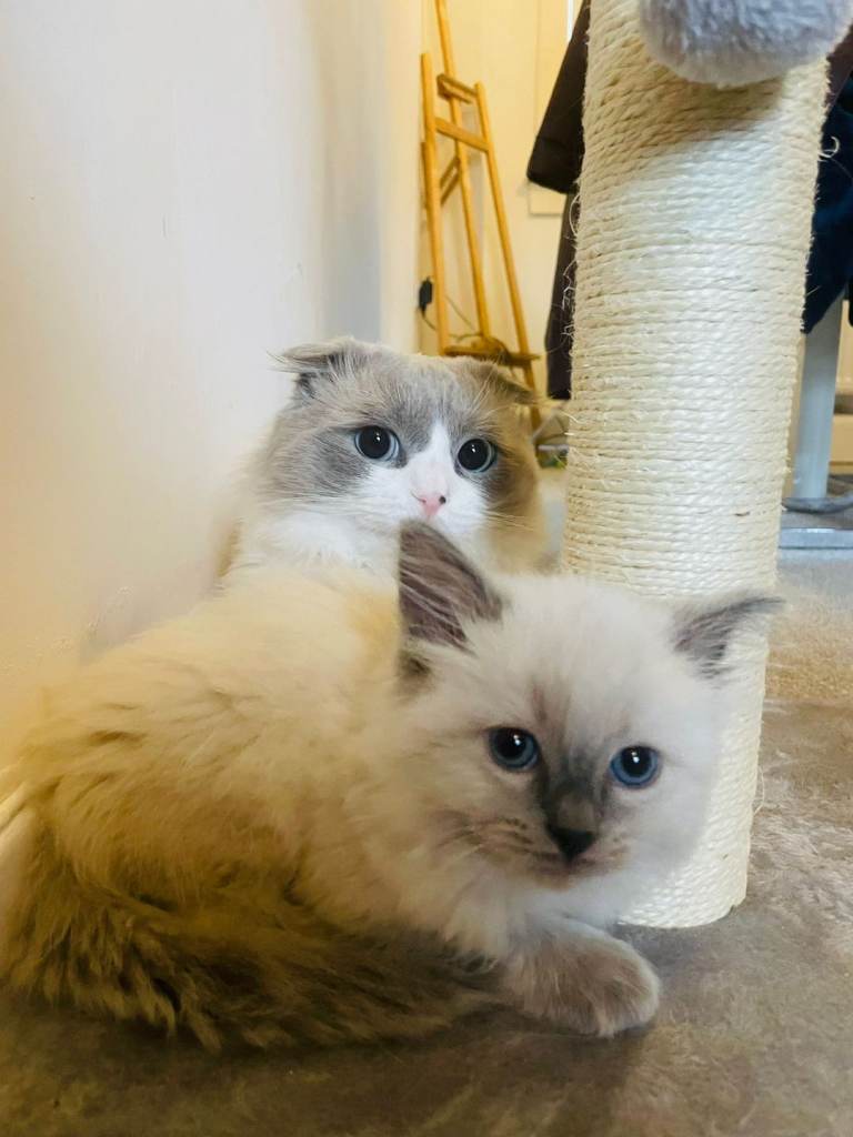 Beautiful Rag doll kitten