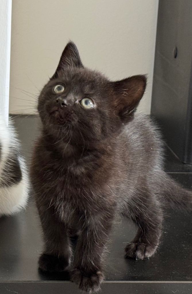 Kitten ready to go to there new homes 