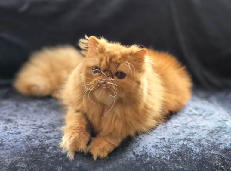 1 year old red persian girl, neutered, vaccinated, worned, very playful and loving