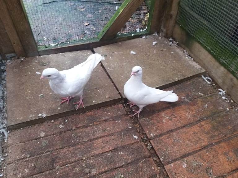 Young pigeons for sale 