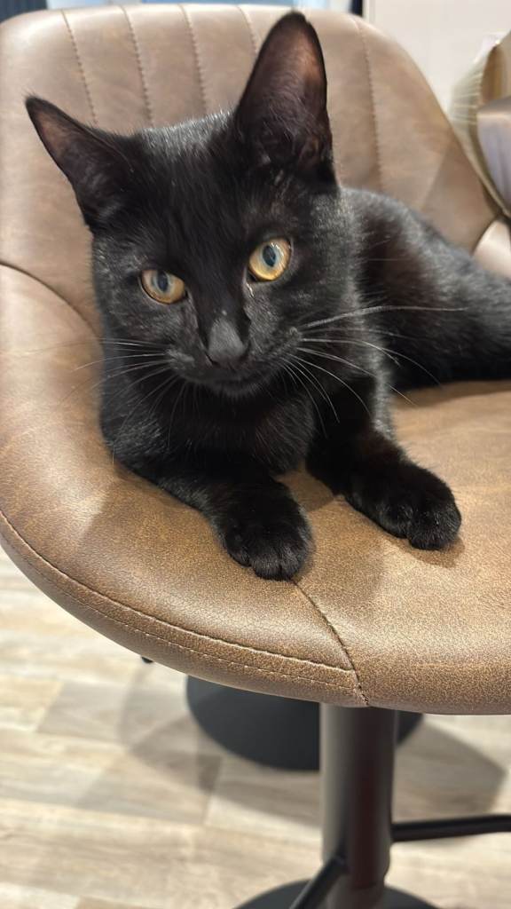 Black cat 