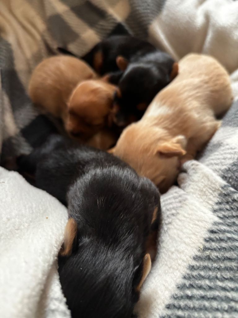 Gorgeous Yorkshire terriers (choco and gold dust)