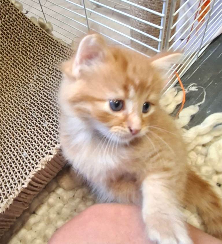 READY IN 2 WEEKS 3 Gorgeous Kittens 