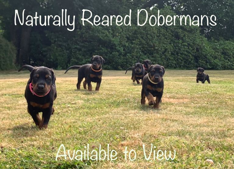 Naturally Reared Dobermans 