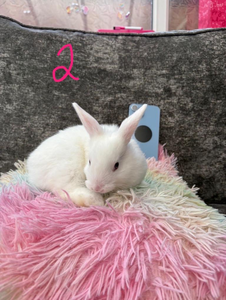 🐰 Adorable bunnies and a Rabbit Looking for Loving Homes 🐰