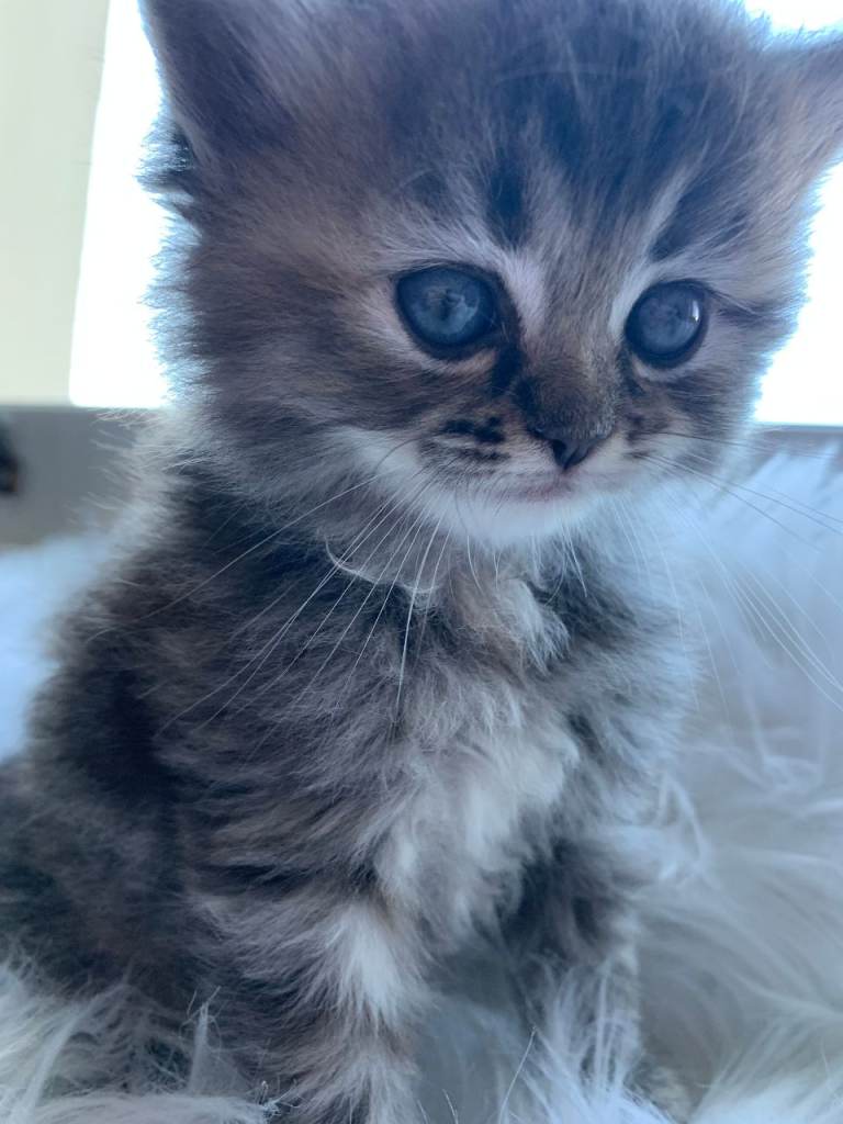 🌸🐾 ✨ 5 Gorgeous Fluffy Kittens Looking for Their Forever Homes ✨🐾🌸