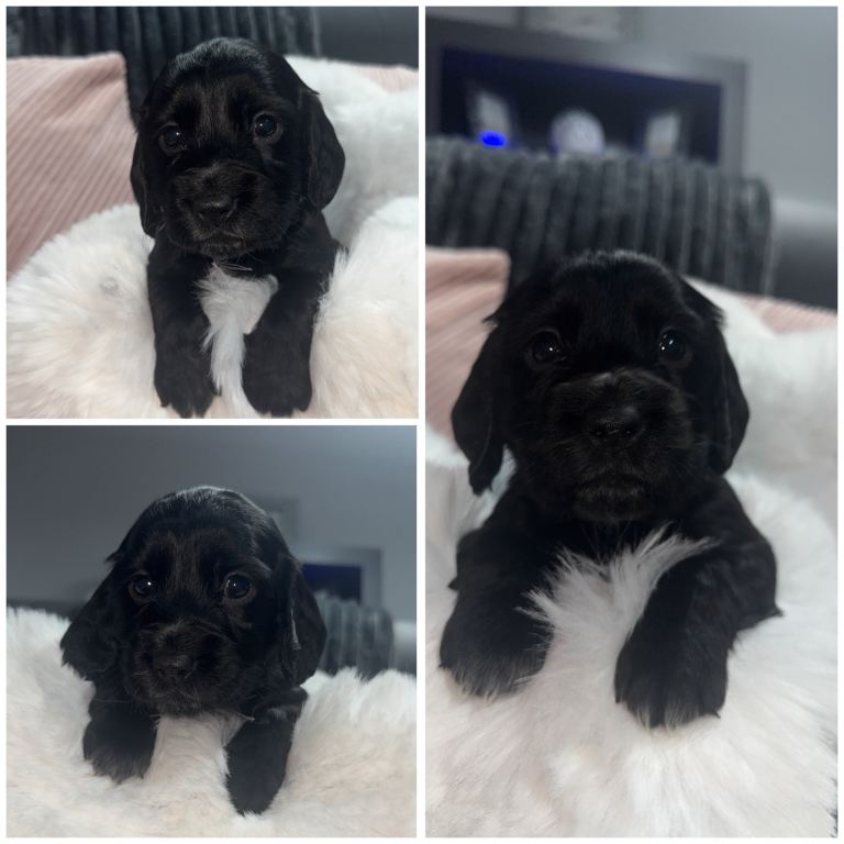 7 beautiful cocker spaniel puppies