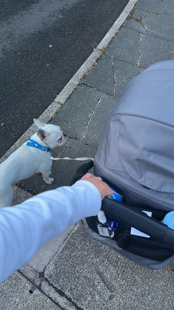 White full breed French bulldog