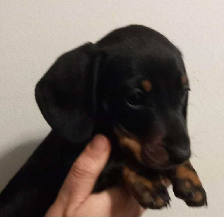 Dachshund pup