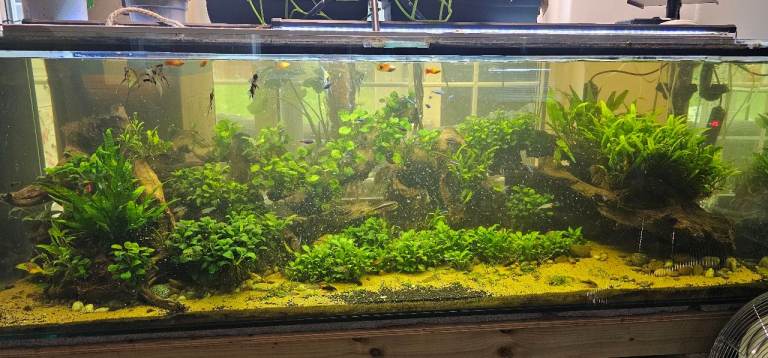 Mixed community tank and fish for sale 