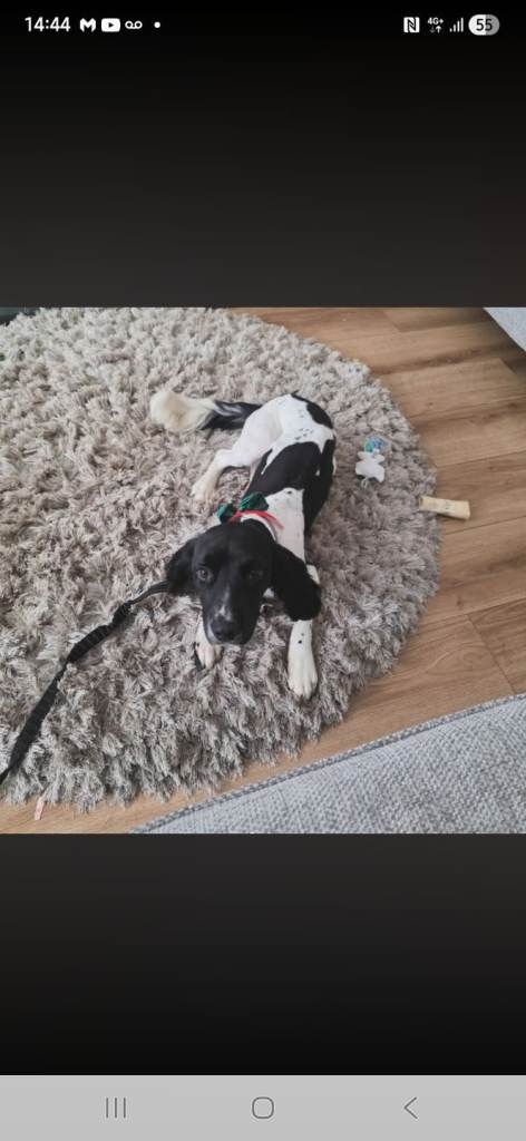 English springer spaniel 