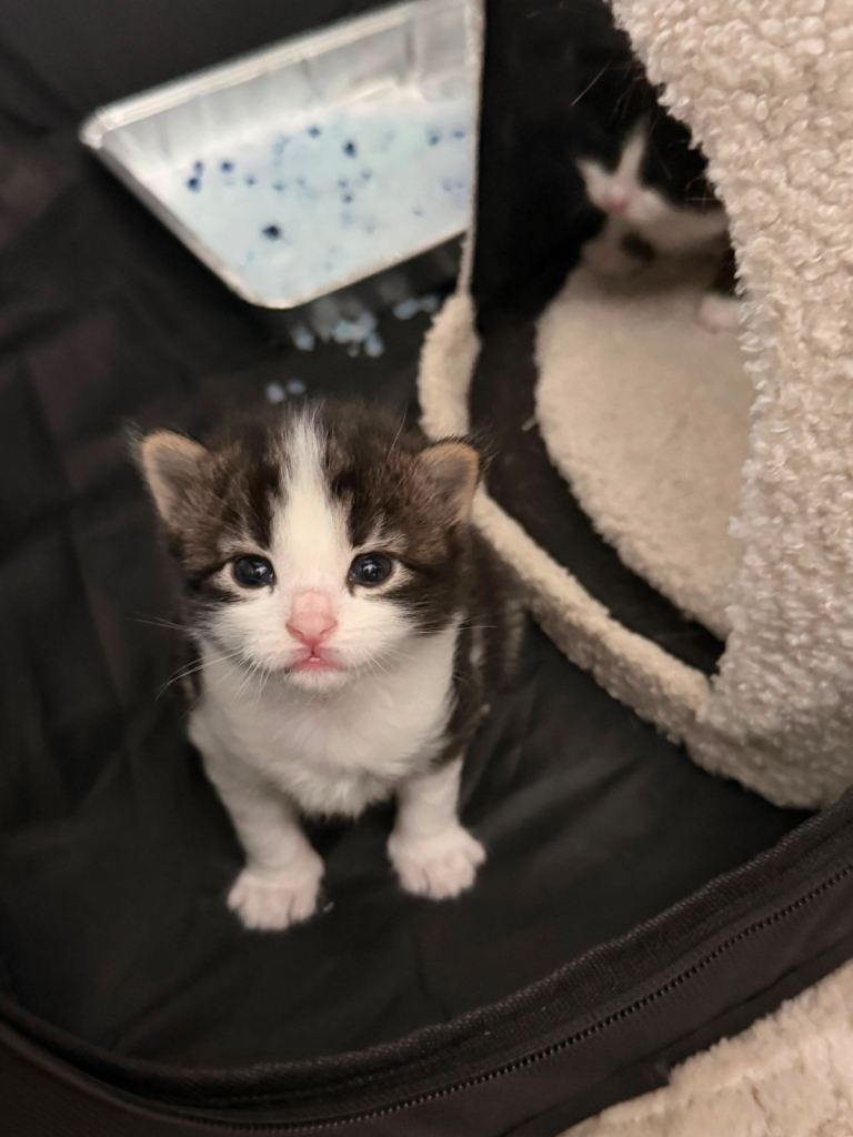 Kittens